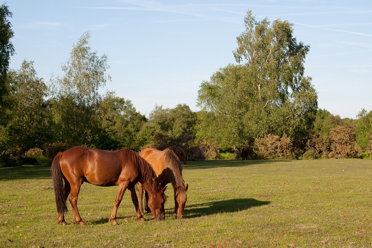 Horses in field