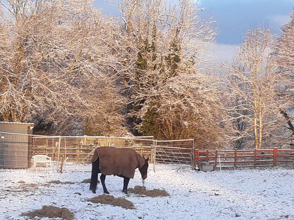 Horse in the snow