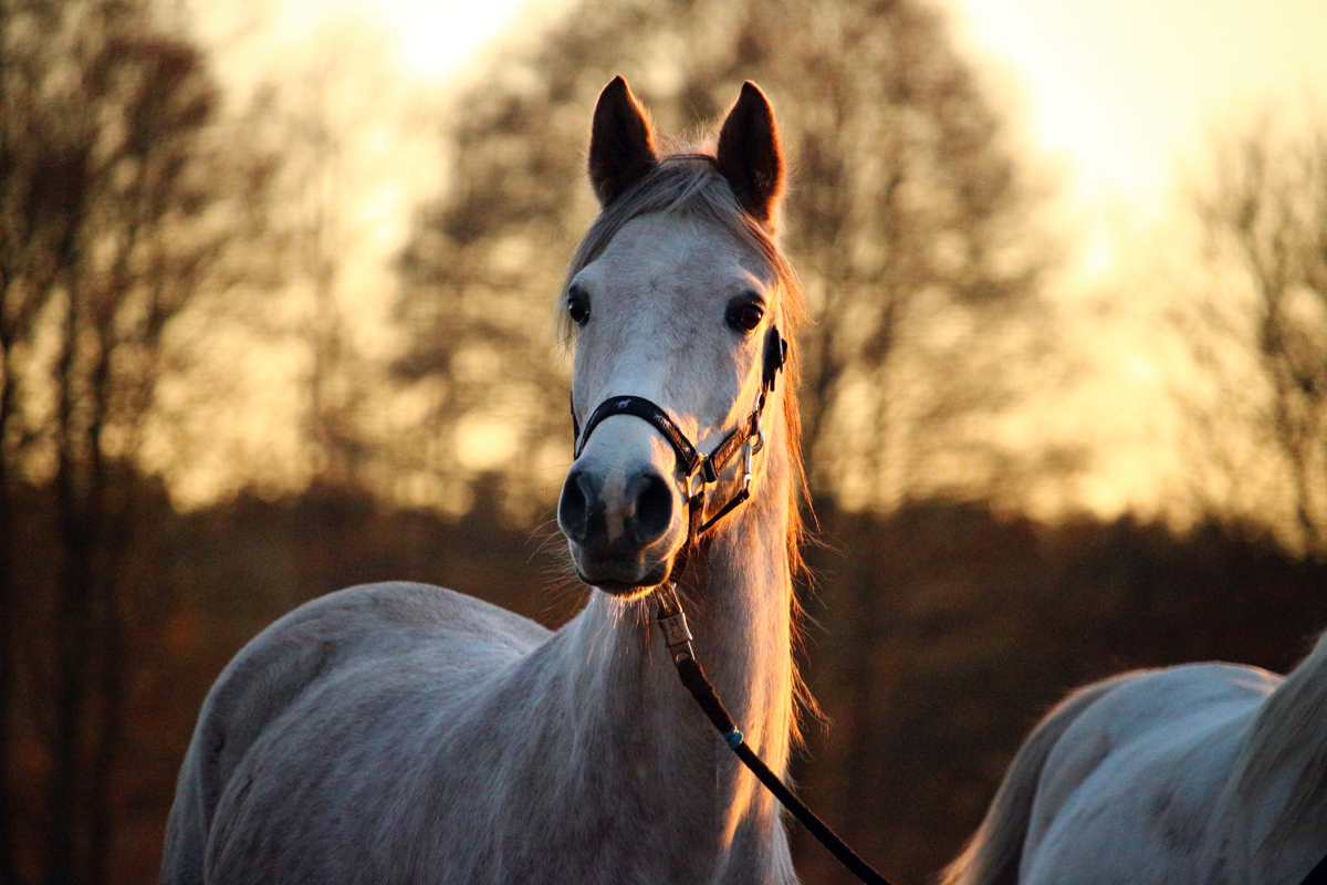 A thoroughbred horse standing tall in dim evening sunlight