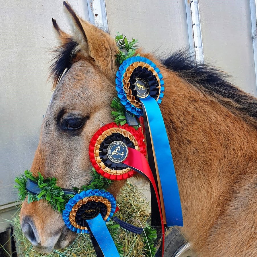 Horse with winning ribbons