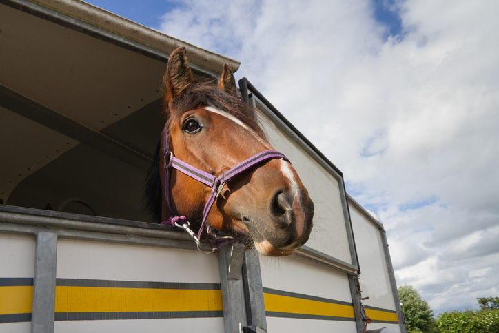 Horse in their trailer