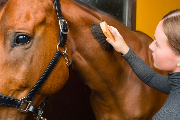 A woman brushing the side of a horse