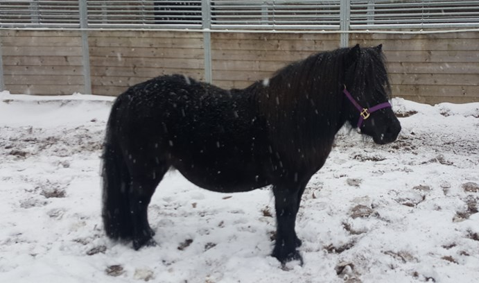 Shetland in the snow