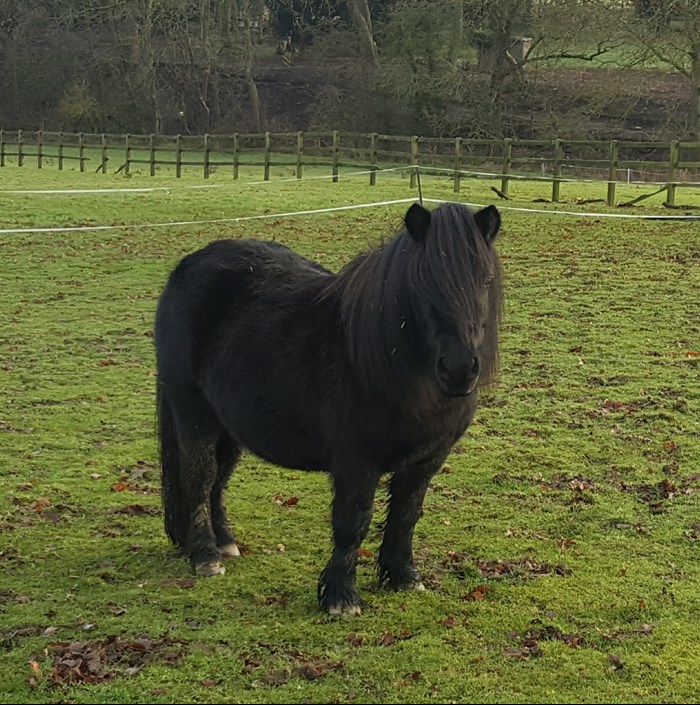 Shetland Pony