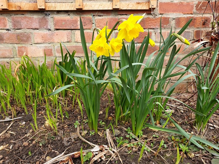 Daffodils