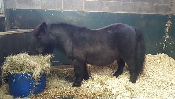 Shetland pony being fed