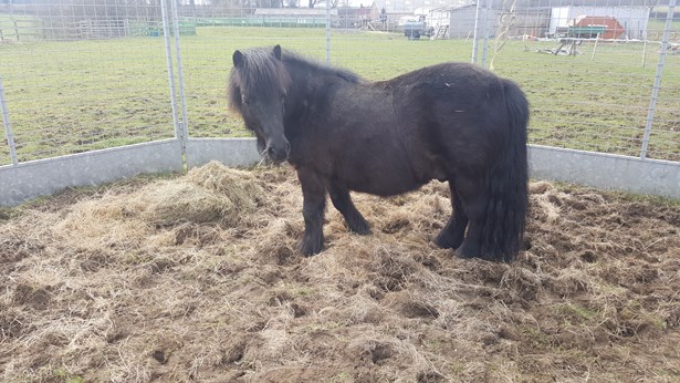 Shetland Pony