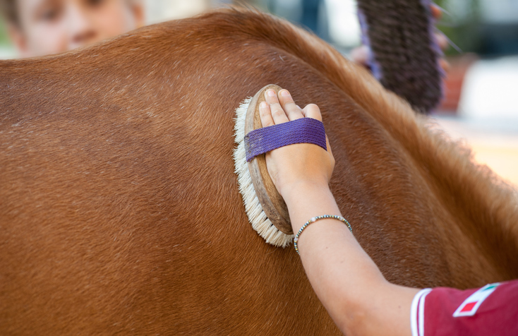 Brushing horse