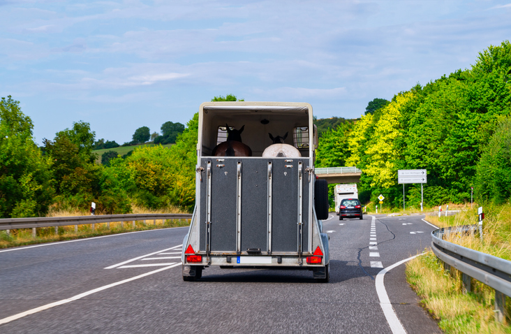 Horse in travel