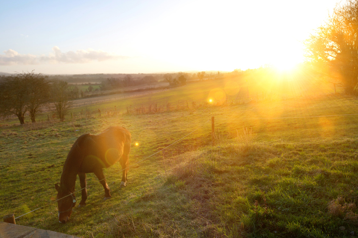 Lonely horse