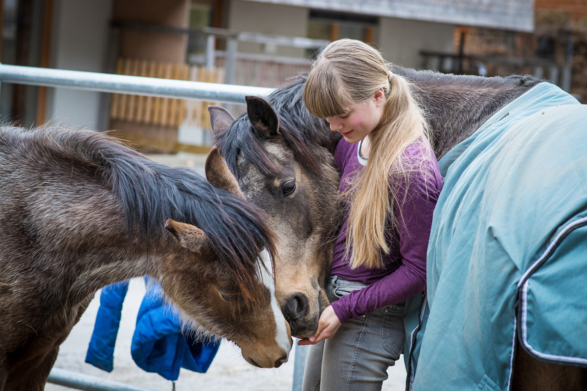 A child hand feeding two horses at a yard