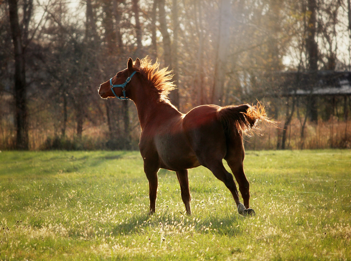 A horse playing in a field