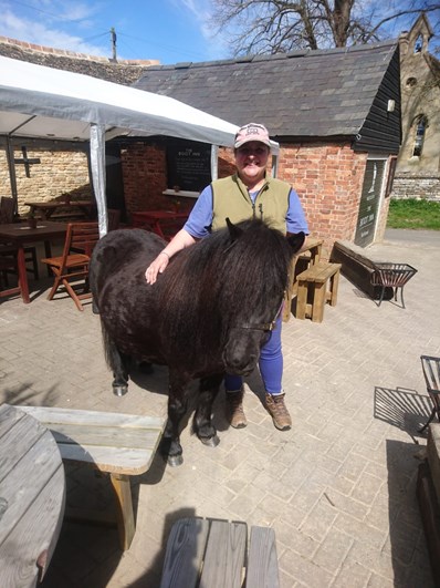 Proud Shetland Pony