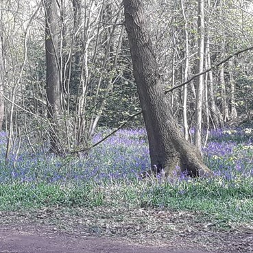 Bluebells