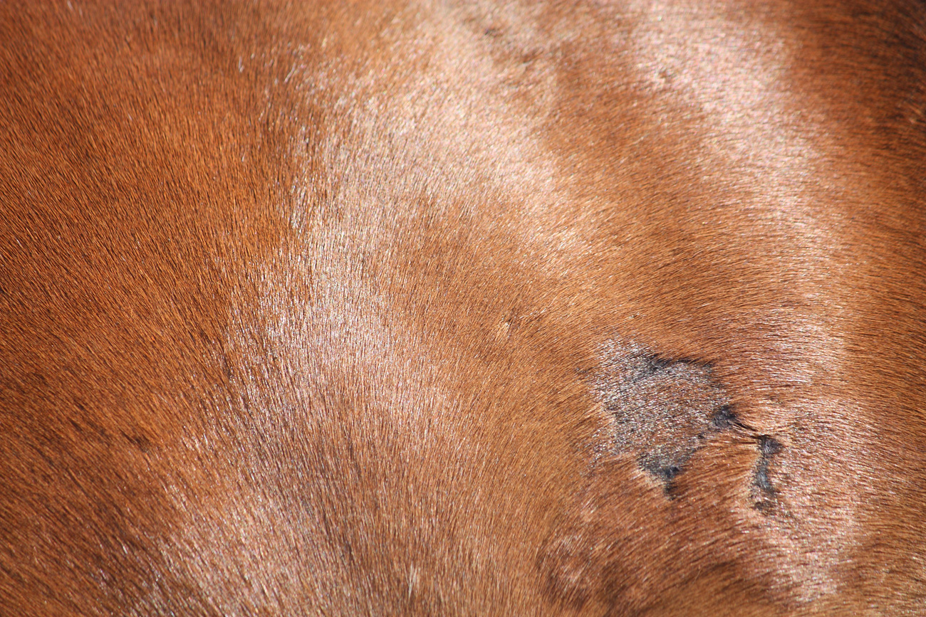 An abrasion on a horses coat