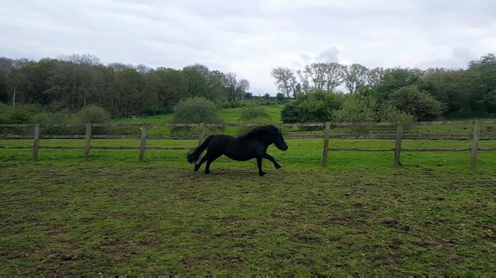 Escaping Shetland Pony