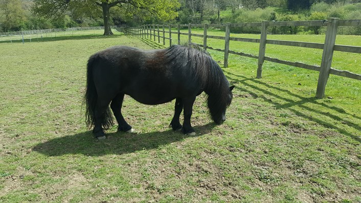 Shetland Pony