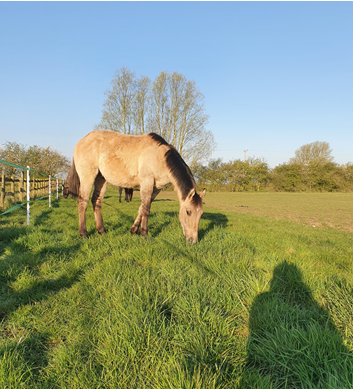 Django the Horse