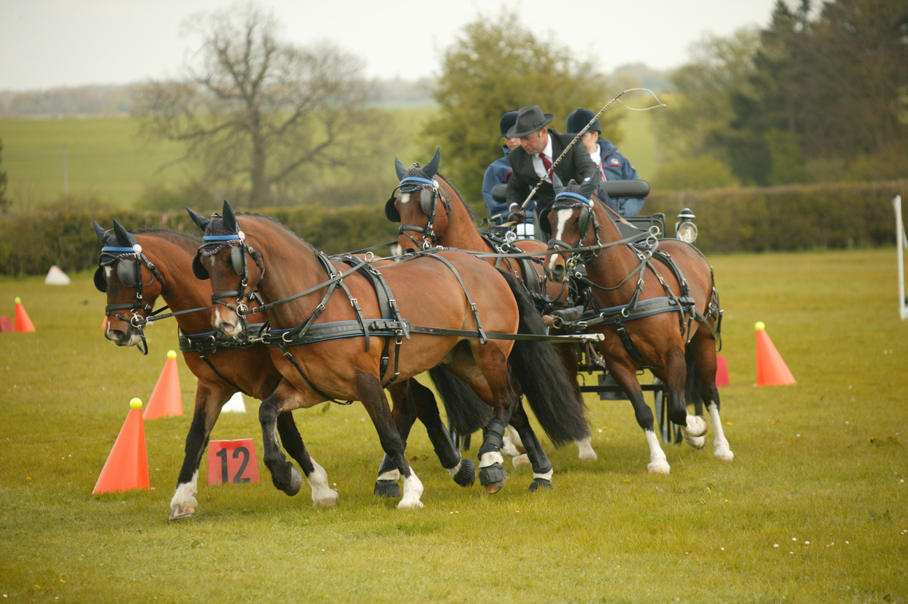 A four-in-hand carriage being driven around cones on a course