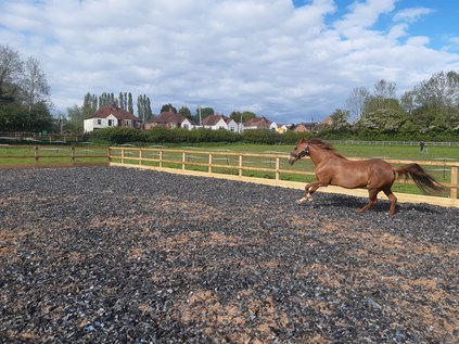 Horse training