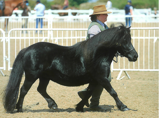 Horse in the ring