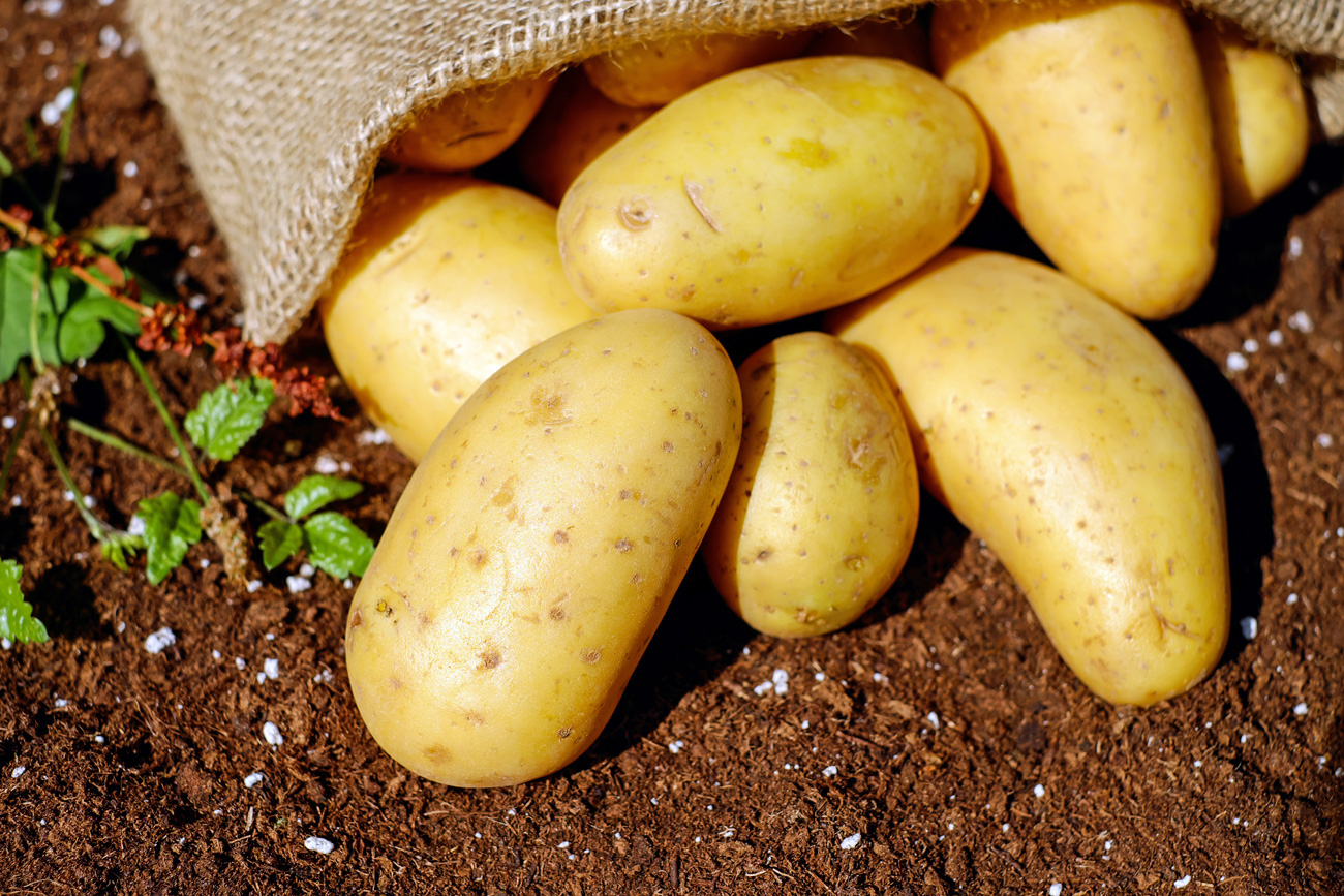 A sack of potatoes spilled out onto soil