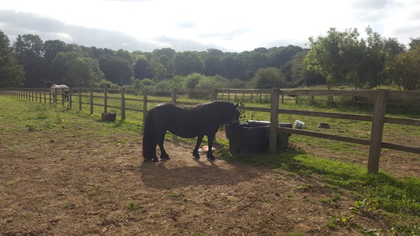 Horse feeding