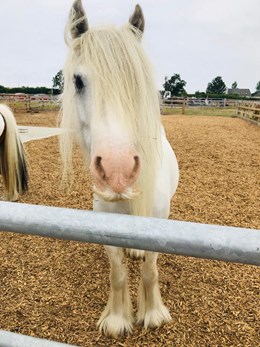 Unique Horse