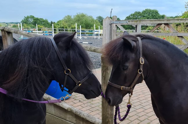 Two Shetlands