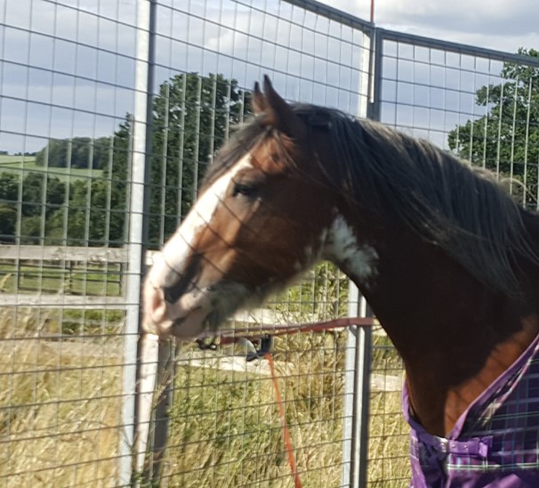 Horse in the pen