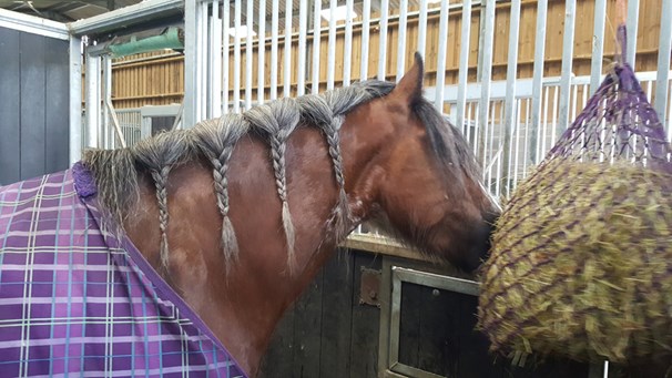 Plaited Mane