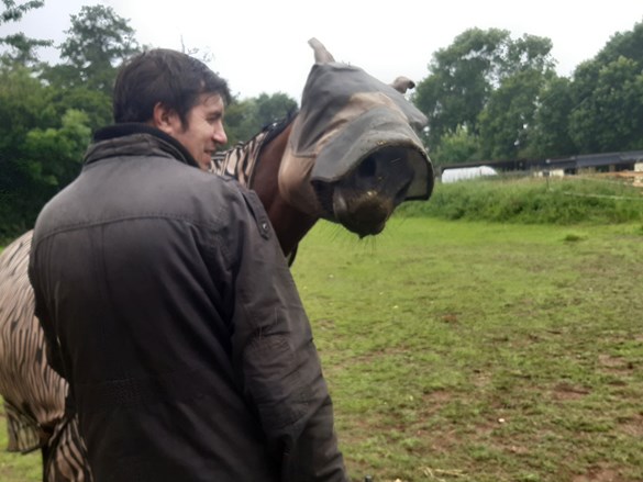 Horse with mask on