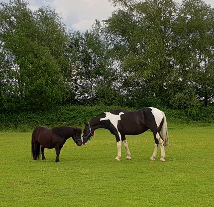 Horse and Pony