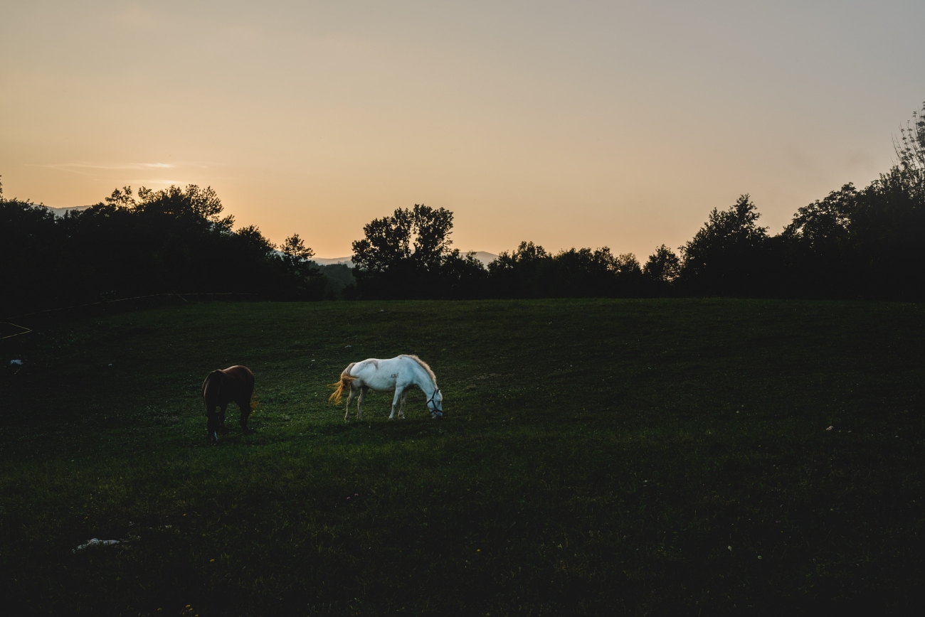 Horses in dark field